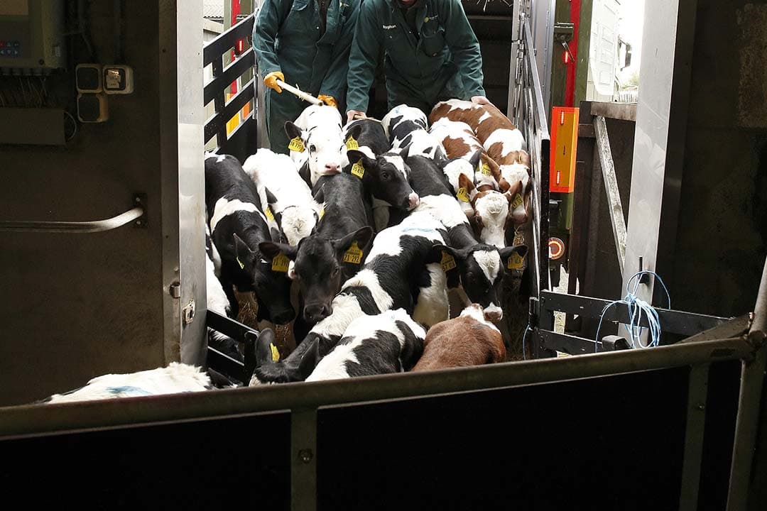 Tegenover de import van kalveren staat een beperkte export. - Foto: Hans Prinsen