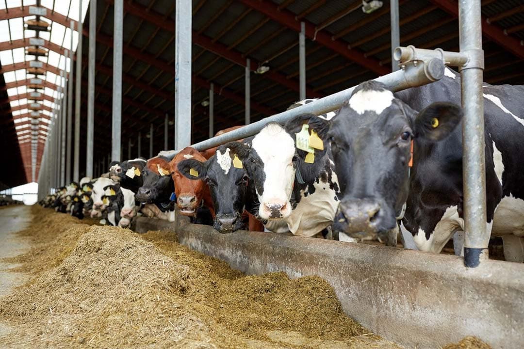 De melkproductie in Ierland is aanzienlijk gedaald, met een afname van 19,8% in november en bijna 13% in oktober vergeleken met vorig jaar. Deze daling, veroorzaakt door lage melkprijzen, slecht weer, en strengere derogatieregels, leidt tot kleinere leveringen aan zuivelfabrieken. - Foto: Canva