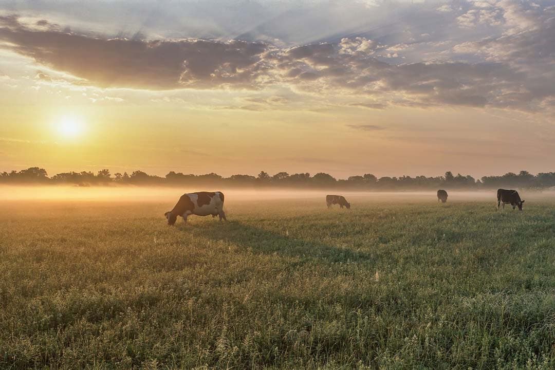 De noodzaak voor snellere krimp van de landbouwsector voor 2026 en 2027 wordt benadrukt door het einde van de derogatie en de KRW-deadline, waarbij maatregelen zoals vermindering van fosfaatrechten en minder kunstmest bijdragen, maar ontoereikend zijn, aldus columnist Wouter van der Weijden. - Foto: Canva