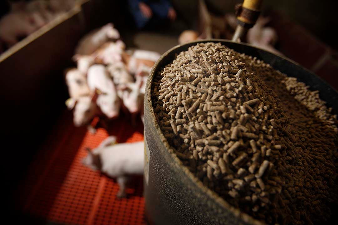 Fransen Gerrits en P. Bos Veevoeders verliezen hun rechtszaak tegen de overheid over compensatie voor veestapelkrimp; ze gaan in hoger beroep. - Foto: Hans Prinsen