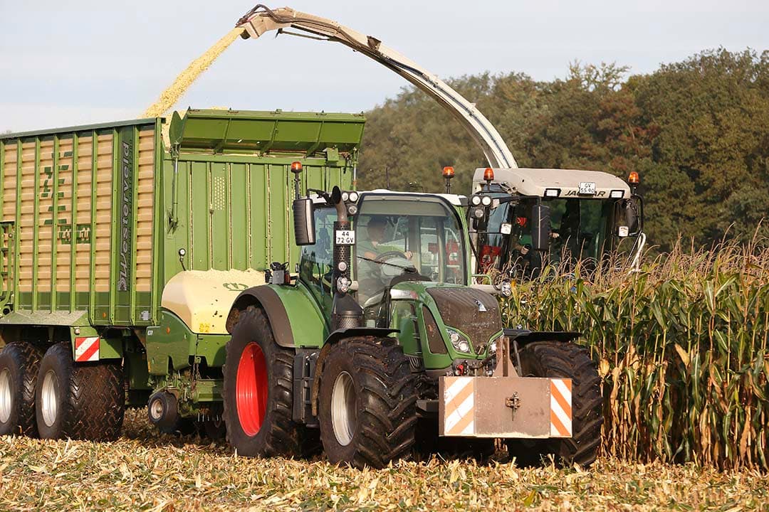 Rasverschillen mais klaver gras