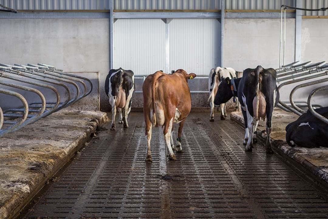 Twaalf melkveehouders met vier verschillende vloertypen laten elke twee maanden de concentraties mestgassen meten. - Foto: Peter Roek