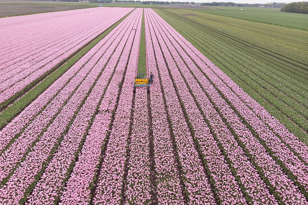 Tulpen uit Amsterdam