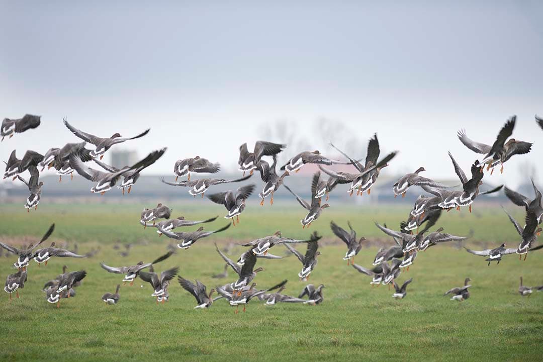 Ganzen in Friesland, de provincie met de meeste ganzen en ook de meeste schade. Pluimveehouders vrezen infectiedruk in verband met vogelgriep. - Foto: Mark Pasveer