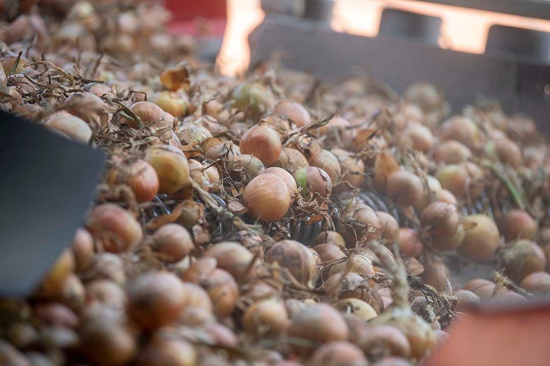 De definitieve oogstraming toont aan dat de hectareopbrengst van gele zaaiuien, in plaats van de in oktober geschatte 41,5 ton, uiteindelijk 46,2 ton bedraagt. - Foto: Mark Pasveer