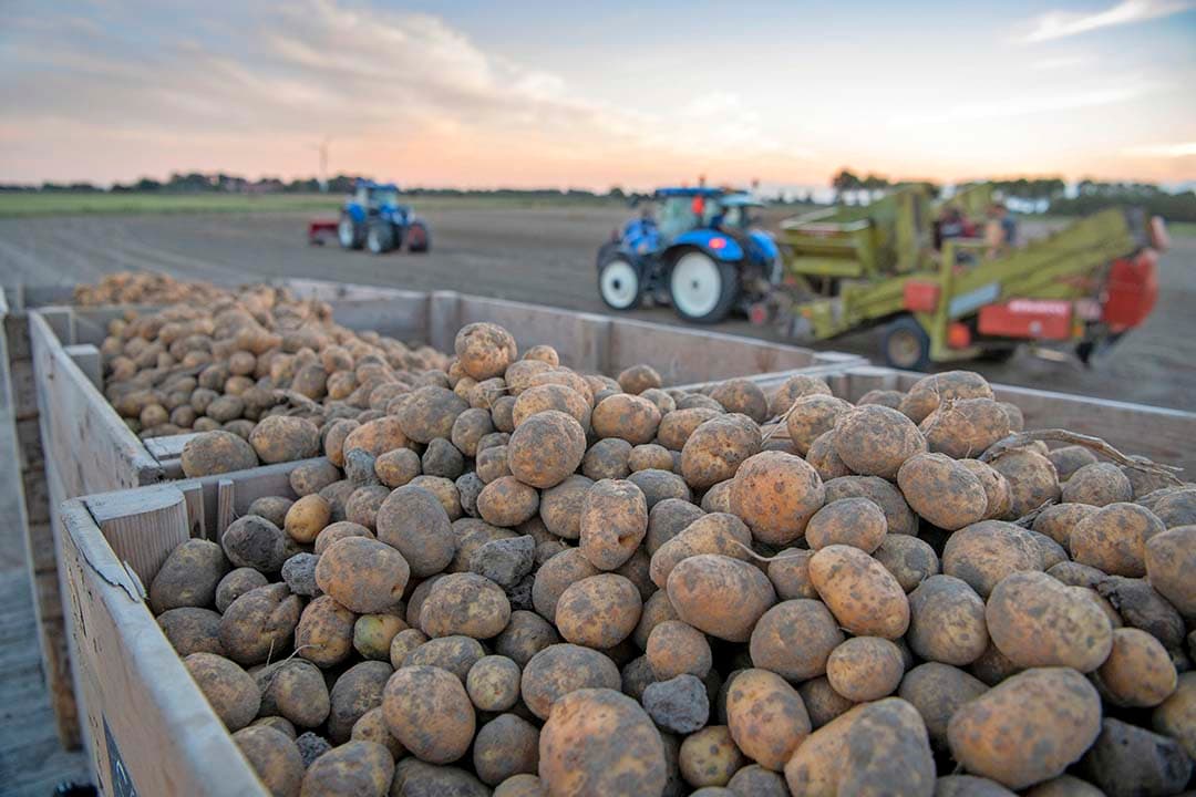 kleinere oogst pootaardappelen