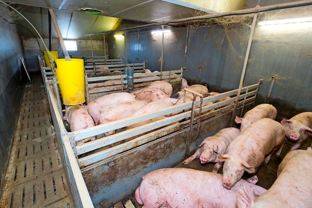 varkensbedrijf Beter Leven 2025