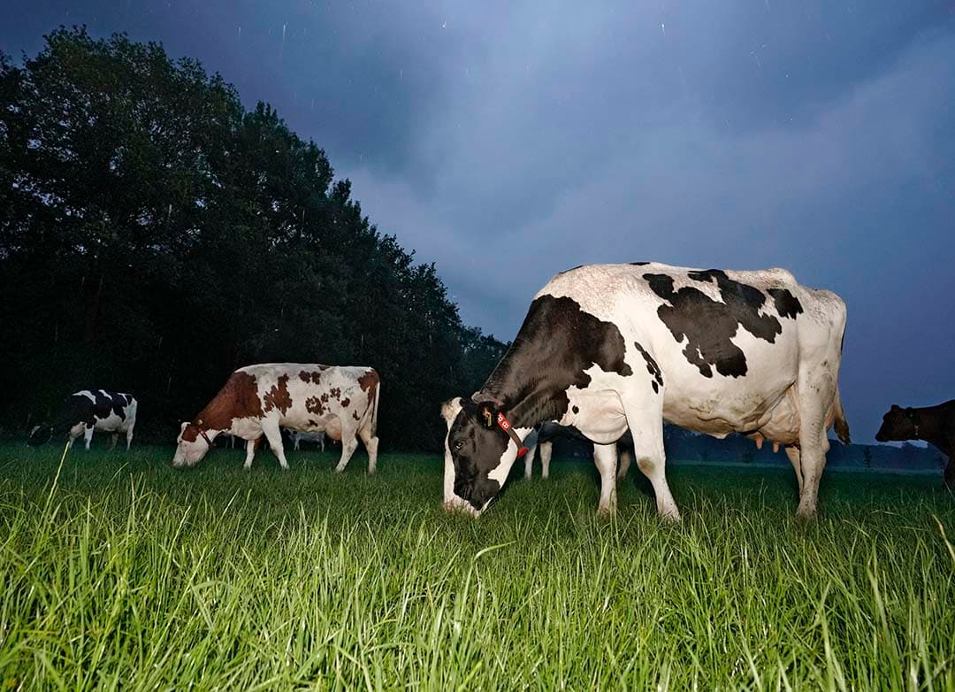 Verlengde weidegang in het Gemeenschappelijk Landbouwbeleid betekent dat boeren hun vee langere tijd, dag en nacht, laten grazen. Deze praktijk is een eco-activiteit. Adema komt toch met extra budget voor uitbetaling eco-premies. - Foto: Ruud Ploeg