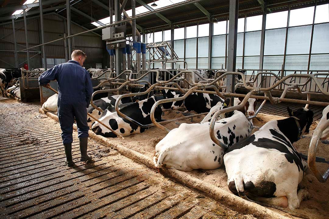 omgevingskiemen uiergezondheid