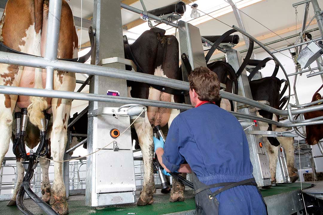 De door Boerderij berekende basismelkprijs van Arla komt uit op € 42,06 per 100 kilo melk. Dat is een verschil van € 0,07, vergeleken met januari. - Foto: Henk Riswick