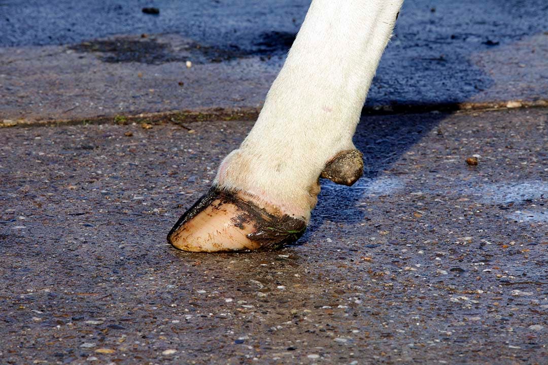 Melkveehouders focussen op klauwgezondheid, maar volgens dierenarts Arne Vanhoudt vereist effectieve verbetering een langdurige inspanning en vroegdetectie. - Foto: Henk Riswick
