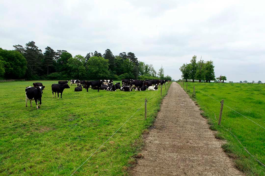 Blauwtong Verenigd Koninkrijk