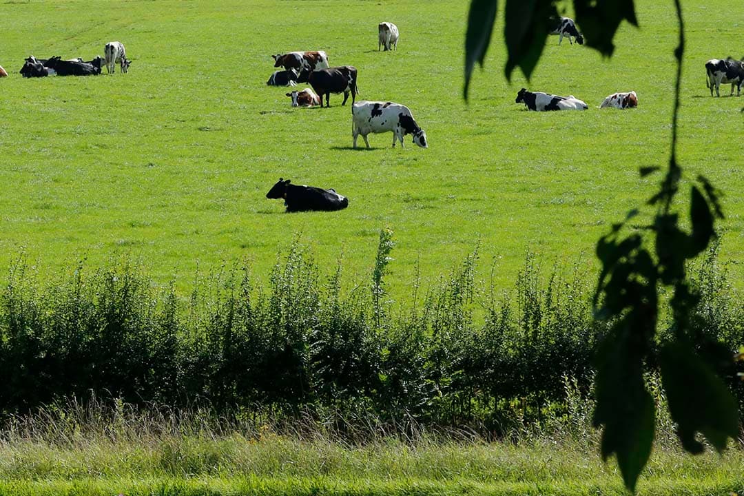 Foto: Henk Riswick