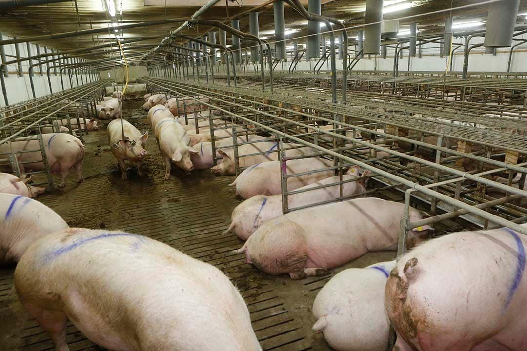 Voormalig bedrijf van Straathof in Duitsland. – Foto: Henk Riswick