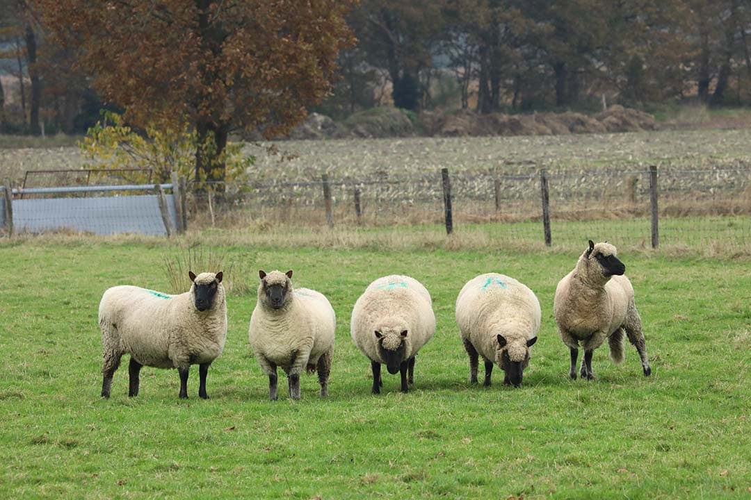 Volgens de RDA lopen de gevoelens over de komst van wolven naar Nederland uiteen van boosheid en verdriet tot aan verrukking. - Foto: Henk Riswick