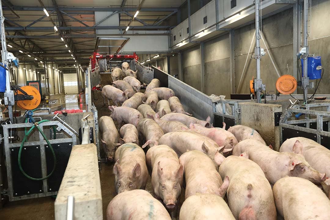 varkensslachterijen