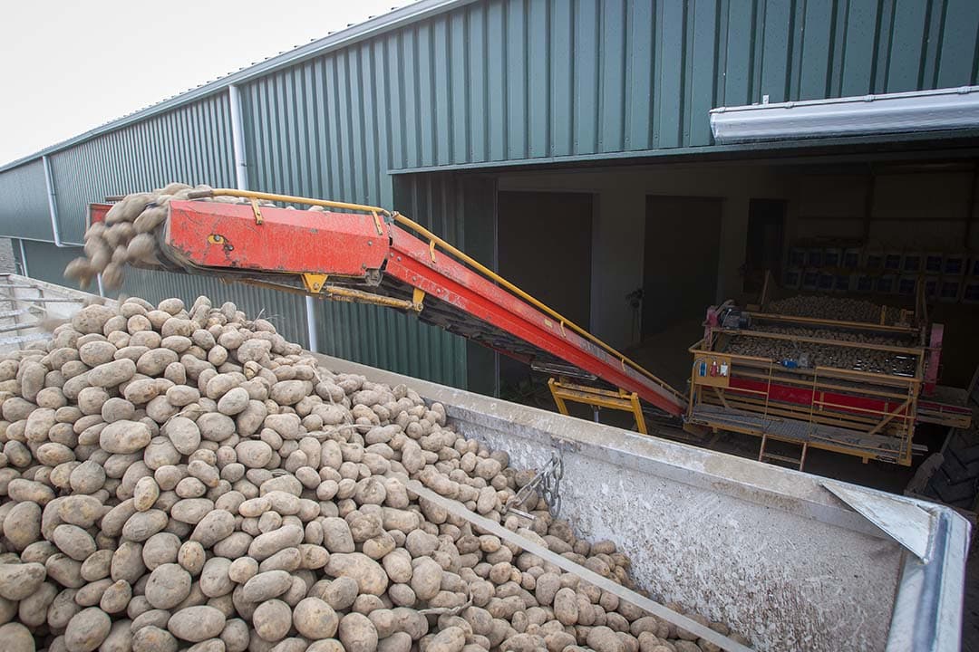 Afleveren van fritesaardappelen in het voorjaar. NAV berekende dat de kostprijs voor de teelt van fritesaardappelen in 2024 zo'n 10% stijgt. - Foto: Peter Roek