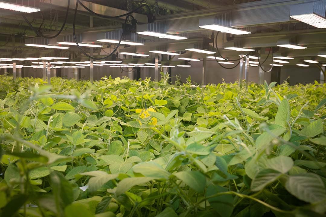Nieuw sojarassen in ontwikkeling. - Foto: Peter Roek