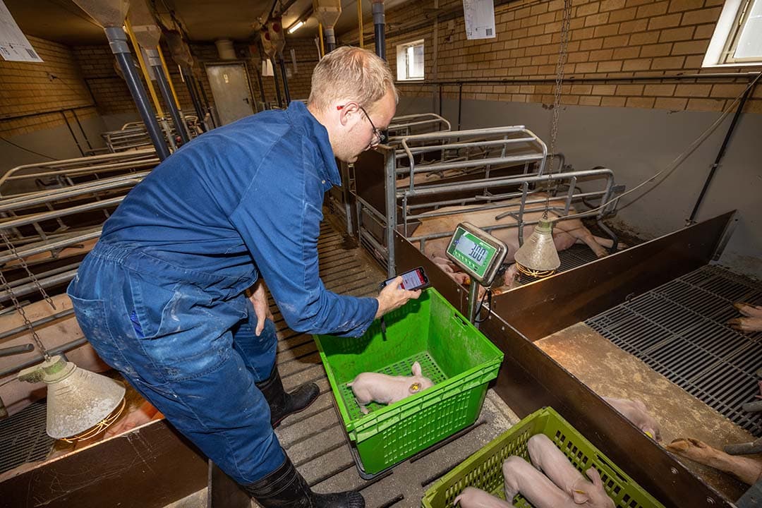 gezonde varkenshouderij