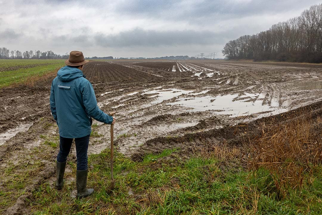 Geschat wordt dat zo’n 5% van de aardappelen door het aanhoudende natte weer nog in de grond zitten. - Foto: Peter Roek