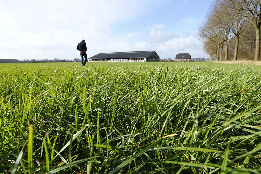 Flink wat graspercelen komen te lang de winter uit. Is het gras langer dan 12 tot 15 centimeter, dan wordt geadviseerd dat eerst op een op andere manier weg te werken en met een schone lei te beginnen. - Foto: Henk Riswick
