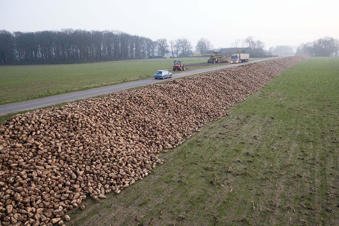vorstschade suikerbieten
