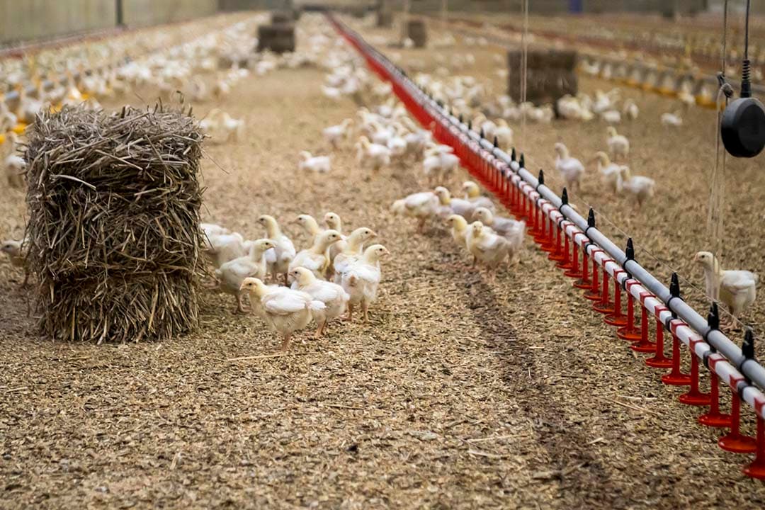 Een Brabantse pluimveehouder kreeg geen vergunning voor zijn bedrijf met 68.000 vleeskuikens omdat de stikstofdepositie niet toenam, wat volgens hem onvoldoende rechtszekerheid biedt. De Raad van State erkent de onzekerheid voor ondernemers, maar benadrukt dat zonder vergunningplicht geen vergunning kan worden verleend. - Foto: Frank Uijlenbroek