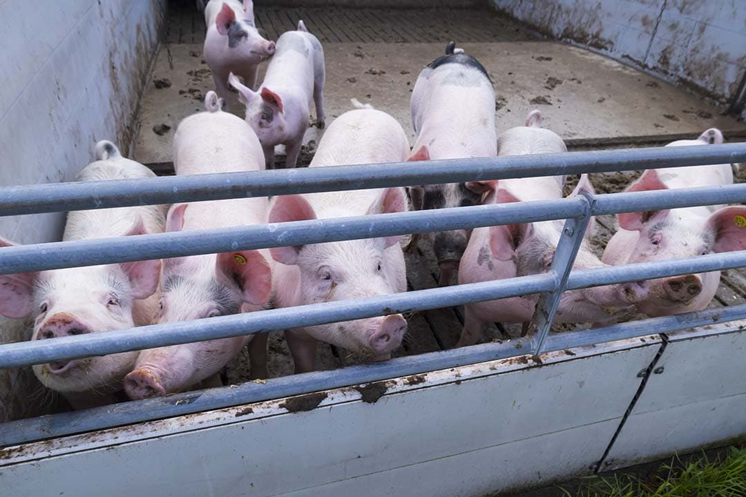 jonge varkenshouders