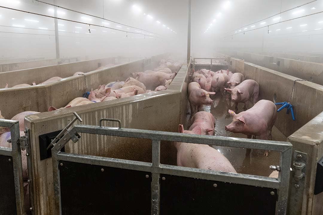 vion varkensprijs verlaging