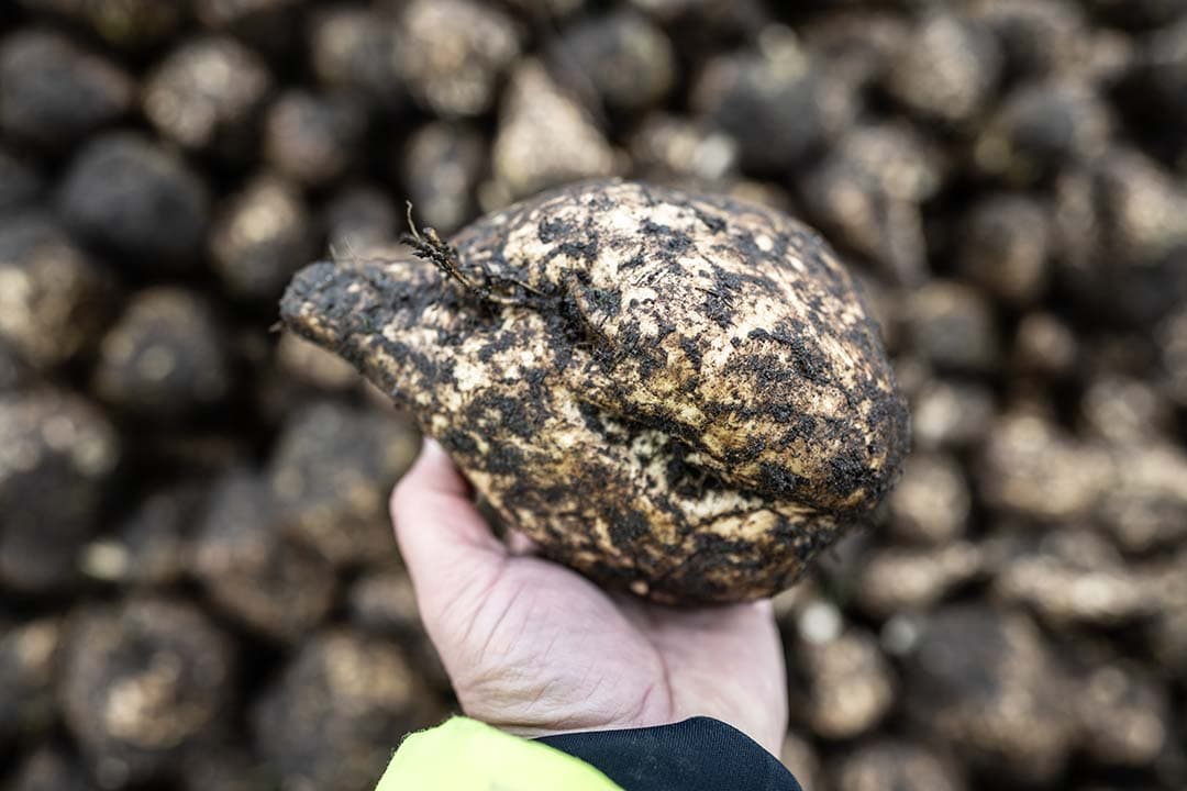 De meeste bevroren bieten komen direct van het veld, terwijl een kleiner deel afkomstig is van onvoldoende afgedekte bietenhopen. - Foto: Michel Velderman