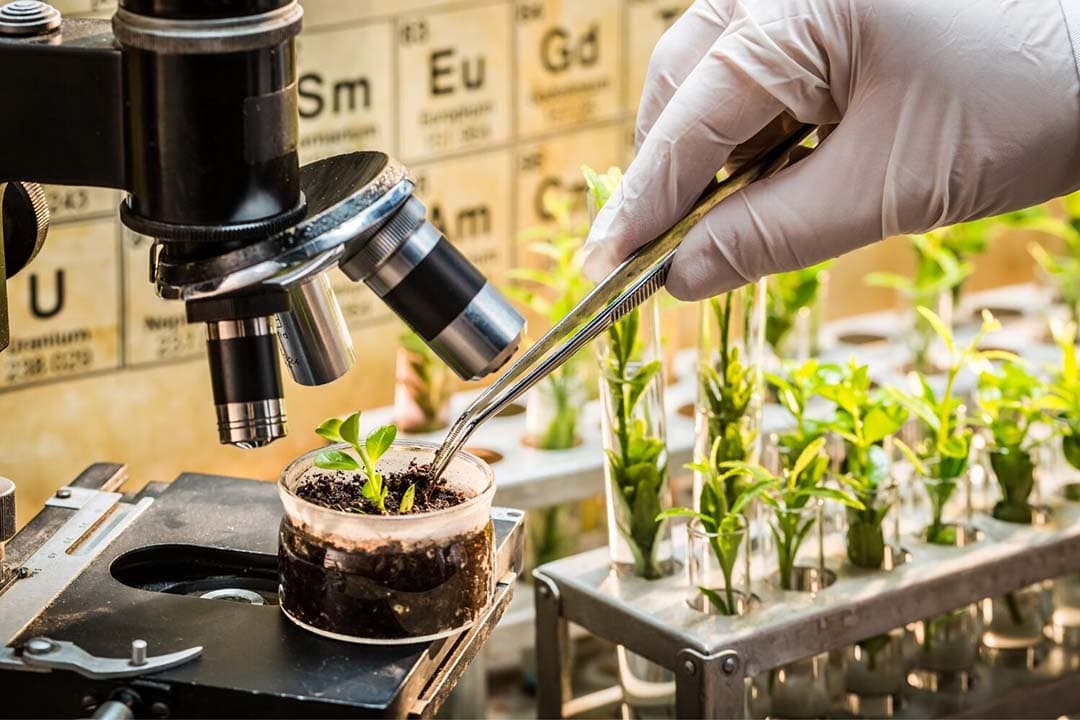 VVD'er Wim Meulenkamp zegt dat de Nederlandse zaadveredelingssector verantwoordelijk is voor de ontwikkeling van 35% van de groentezaden wereldwijd. “Daarmee is de Nederlandse zaadveredelingssector toonaangevend en van essentieel belang voor de voedselzekerheid, zowel op nationaal als internationaal niveau.” - Foto: Canva