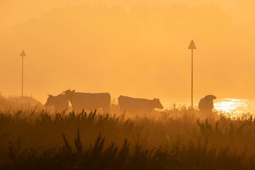In 2022 werd ontdekt dat rundvlees uit uiterwaarden hoge niveaus van schadelijke stoffen bevatte, wat leidde tot maatregelen om de verkoop van dit vlees te voorkomen. - Foto: Twan Wiermans