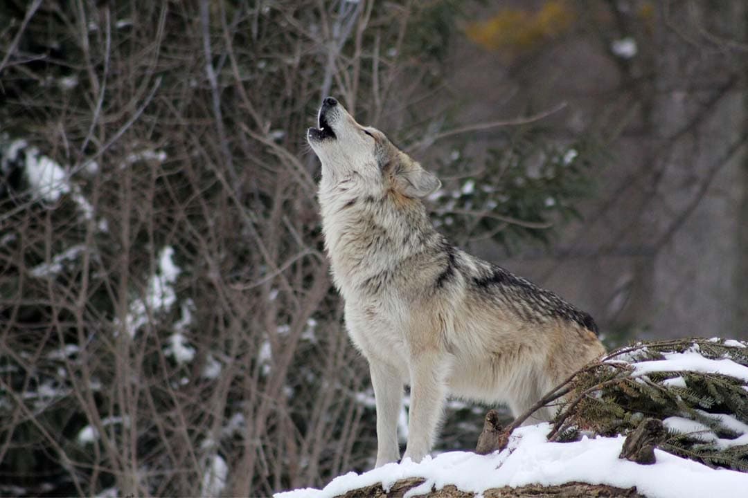 Het totale aantal slachtoffers en het aantal slachtoffers per wolf in Vlaanderen daalde, mede door de dood van de Limburgse roedelleider August. Op de foto is een andere wolf te zien. - Foto: Canva