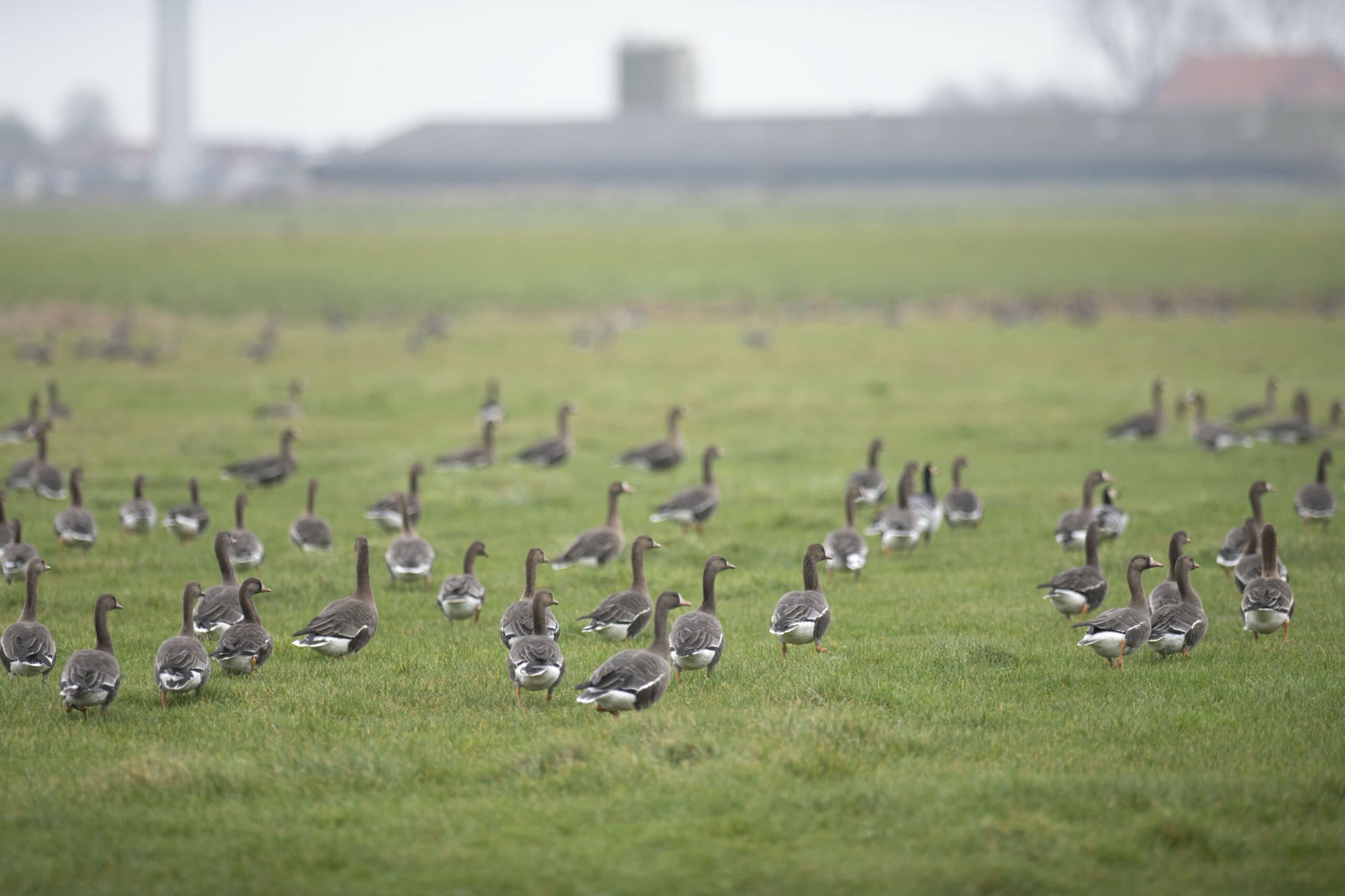 wilde vogels