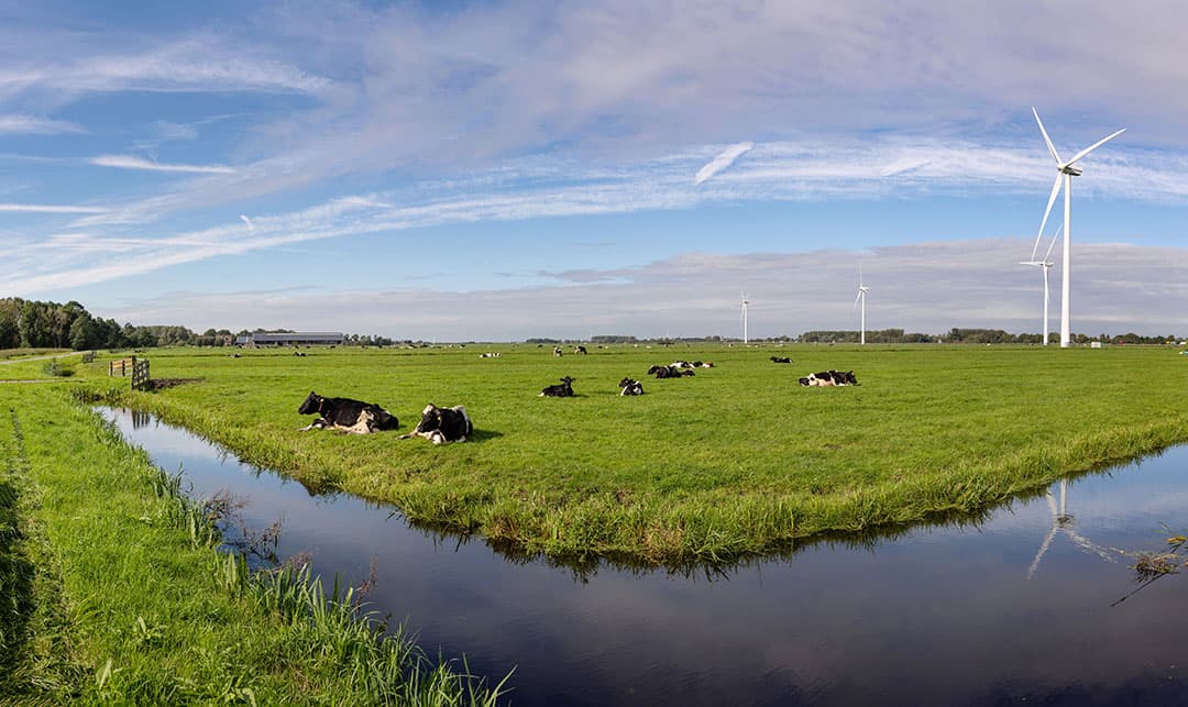 Weidelandschap in Zuid-Holland. - Foto: Herbert Wiggerman