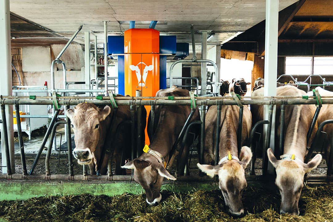 SAC heeft voor elk melkveebedrijf en elke melkveehouder een passend melksysteem.  - Foto's: SAC