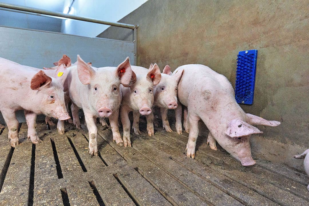 Hoge prijzen en een kleinere varkensstapel zorgen in de vleesvarkenshouderij voor goede inkomens. - Foto: Herbert Wiggerman