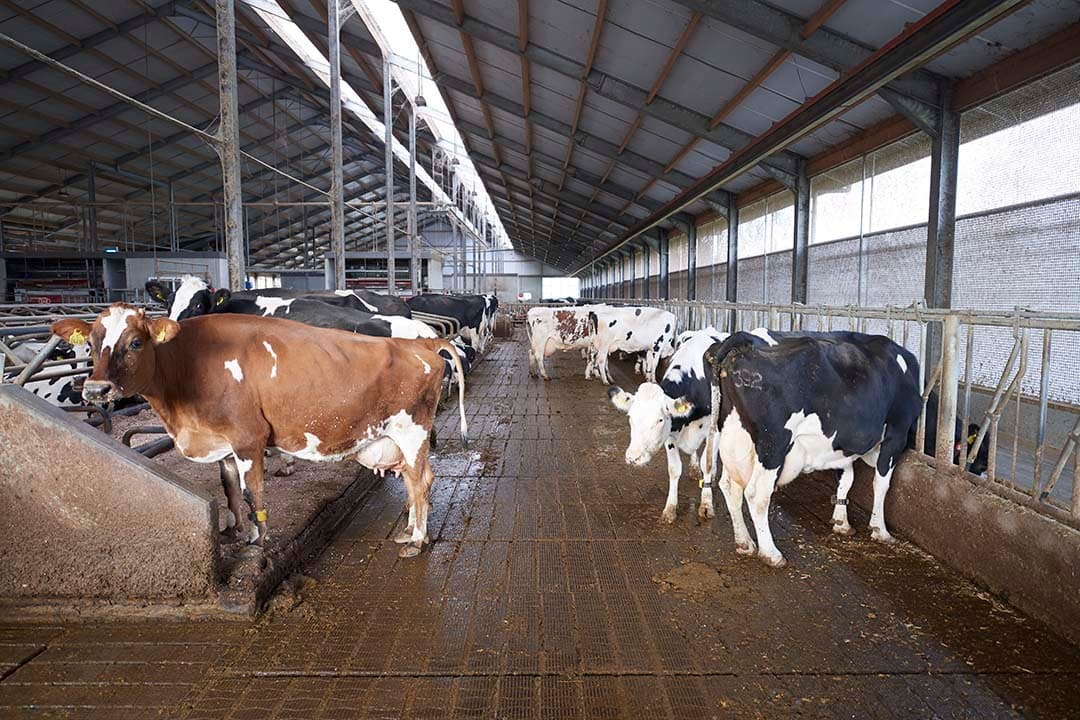 Leden-melkveehouders en leveranciers van zuivelbedrijven kunnen tot nu toe vooral door productiviteits- en efficiëntiewinsten de CO2-uitstoot per kilo melk verlagen, maar dit wordt richting 2030 steeds moeilijker. - Foto: Van Assendelft Fotografie