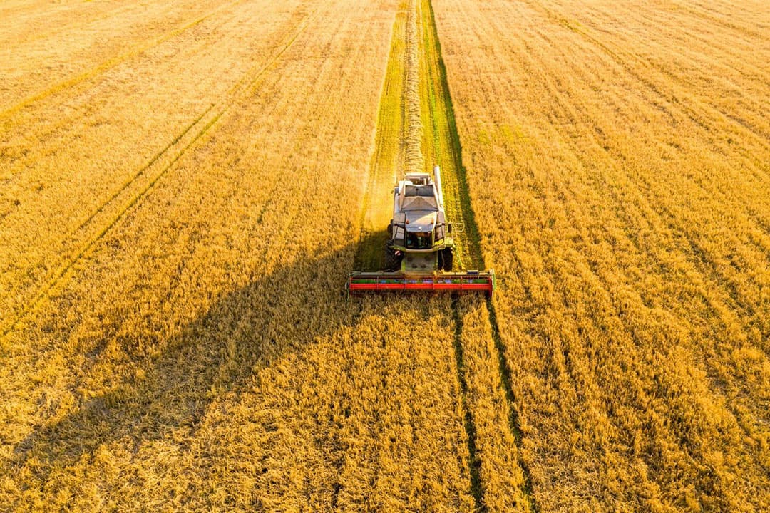 In Europa blijft de landbouwoppervlakte grotendeels gelijk, met een verschuiving van graan naar soja en peulvruchten, gedreven door klimaatverandering en een veranderend eiwitdieet. - Foto: Canva