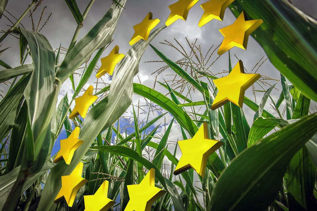 De Europese Commissie overweegt de regels voor het gebruik van GMO's in de landbouw te versoepelen, een stap die enerzijds kan bijdragen aan grotere voedselzekerheid en duurzamere landbouwpraktijken, maar anderzijds zorgen oproept over milieu- en gezondheidsrisico's. - Foto: Canva, beeldbewerking