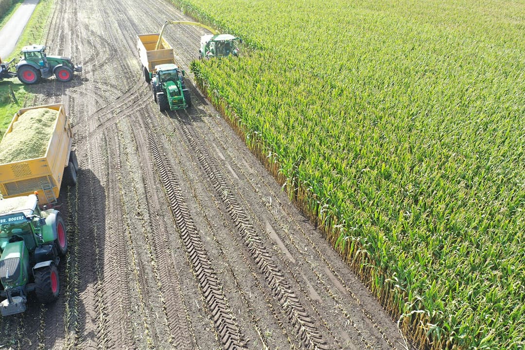 snijmais agrility