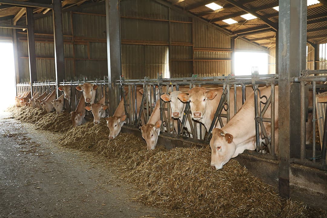 Blonde d'Aquitaine-koeien in Frankrijk. Beschermingszone nabij Belgische grens ingesteld als reactie op de versnelde verspreiding van EHD in Frankrijk, te midden van zorgen over co-infectie met blauwtong. - Foto: Henk Riswick