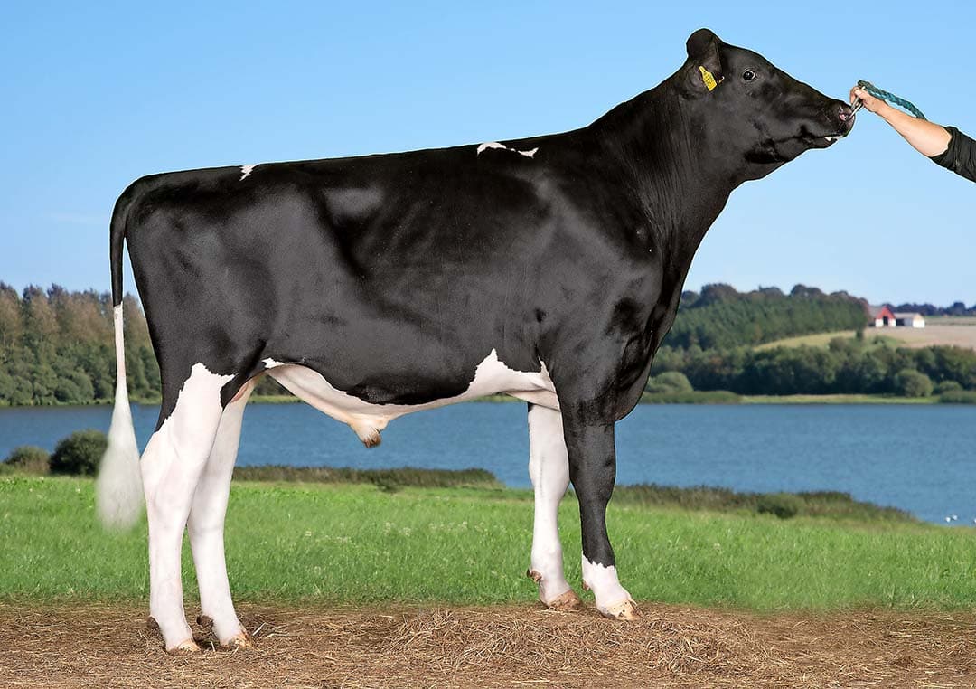 VH Sitron (Sunrise x Chilton) van Koole & Liebregts heeft een extreme productievererving: 3.470 kilo melk met 128 kilo vet en 104 kilo eiwit. - Foto: Alex Arkink