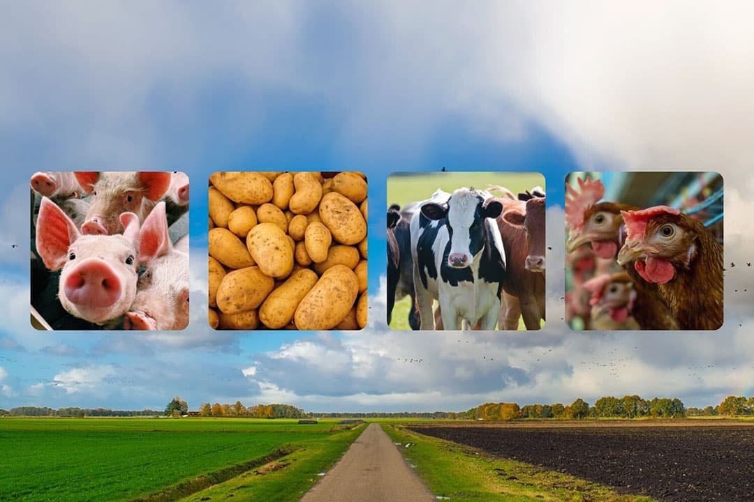 Inkomensraming: Ook in 2023 grote inkomensverschillen in de land- en tuinbouw; Pluimvee- en varkenshouders doen het beter dan ooit door hogere prijzen en goedkoper voer. - Afbeelding: Canva, beeldbewerking