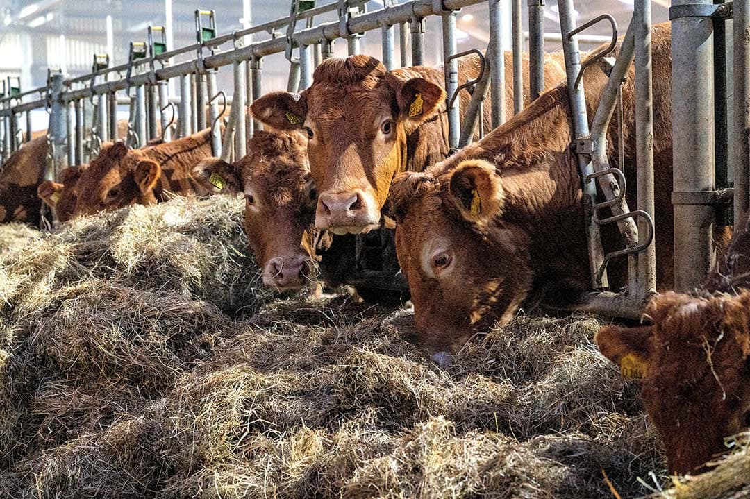 De helft van de vleeskoeien van Gertjan van Tunen raakte besmet met blauwtong. Ze hadden enorm veel last van ontstoken klauwen.  - Foto's: Cor Salverius