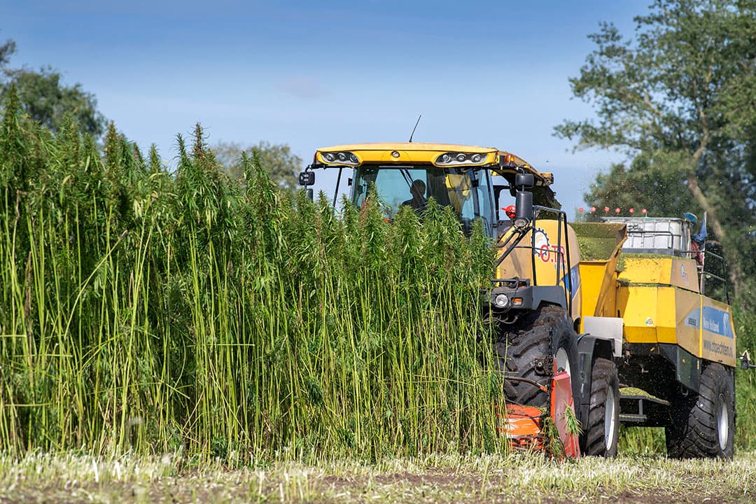 Oogst van vezelhennep. - Foto: Mark Pasveer