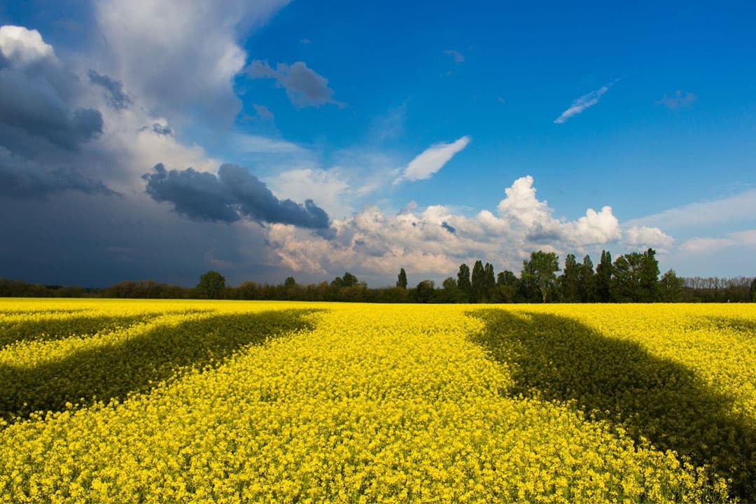 Wat Copa-Cogeca betreft wordt de invoer van Oekraïense producten beperkt tot de importhoeveelheden van de jaren voor de Russisch-Oekraïense oorlog. - Foto: Canva