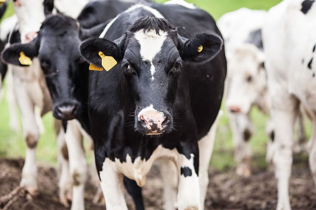Alle prestarters, melkvervangers en overige biggenvoerconcepten zijn overbodig met met spenen op vijf weken leeftijd. Alleen biggenkorrel is genoeg. - Foto: Ton Kastermans fotografie