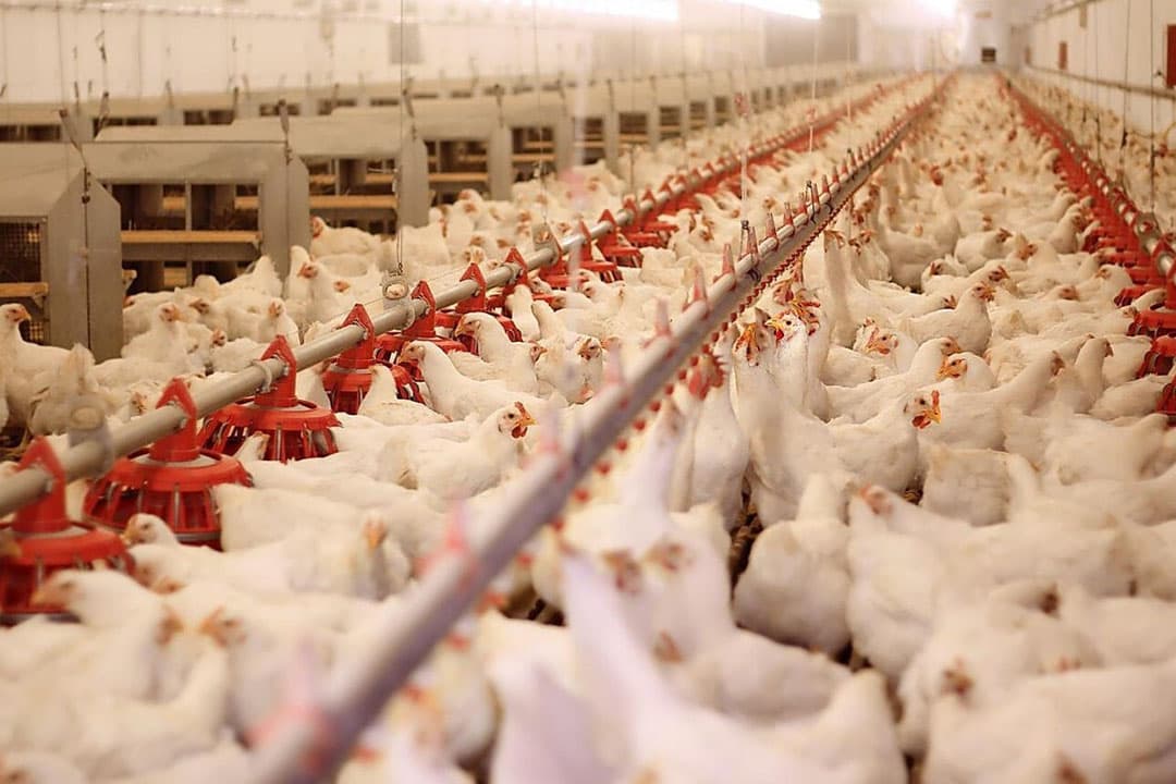 Het voortbestaan van de Nederlandse pluimveesector staat op het spel sinds tariefvrije handelsvrijgave voor pluimveevlees uit Oekraïne van kracht is. Dat stelt Gert-Jan Oplaat, voorzitter van de Nederlandse en Europese pluimveesector, NEPLUVI respectievelijk AVEC. - Foto: Foto: Canva/Branex