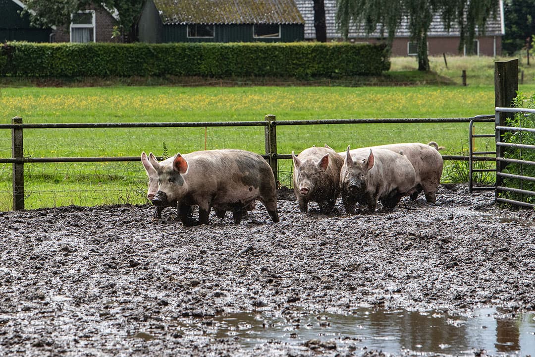 dierenwelzijn veehouderij